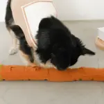 かたつむりノーズワークおもちゃ