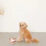 ホールケーキぬいぐるみ