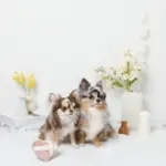 ノーズワークふんわりハートのおもちゃ