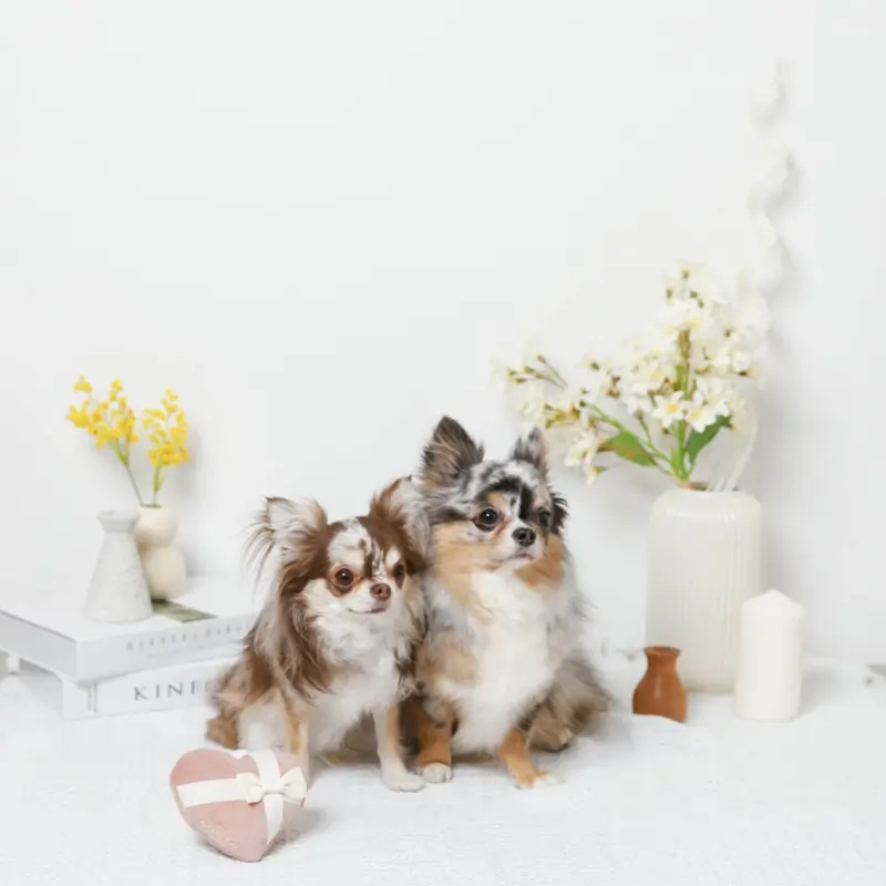 ノーズワークふんわりハートのおもちゃ