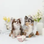 ノーズワークふんわりハートのおもちゃ