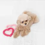 ハートのロープおもちゃSET