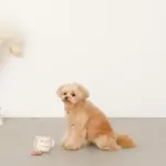 ノーズワークコーヒーカップぬいぐるみ