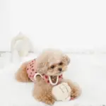 ノーズワークコーヒーカップぬいぐるみ