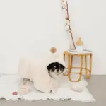 ノーズワークコーヒーカップぬいぐるみ