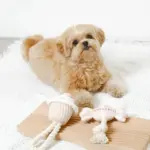 デンタルロープ鳴き笛入りマカロンカップケーキ