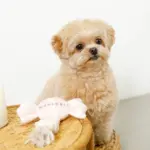 デンタルロープキャンディ