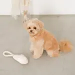 スリッパロープトイ