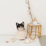 スリッパロープトイ