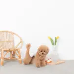 シリコンカップケーキ