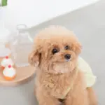 シリコンカップケーキ