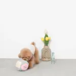 ノーズワークサイコロボール