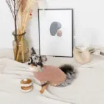 ノーズワークホットケーキ