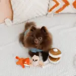 ノーズワークホットケーキ