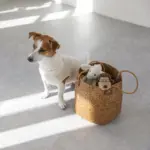 コーデュロイのサルさん