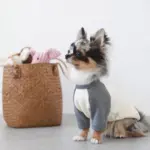 コーデュロイのブタさん