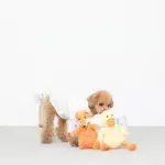 コーデュロイのアヒルさん