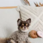 ドーナツおもちゃ