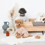 ドーナツおもちゃ