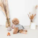 ちいさなキツネさん