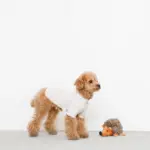 はりねずみさん