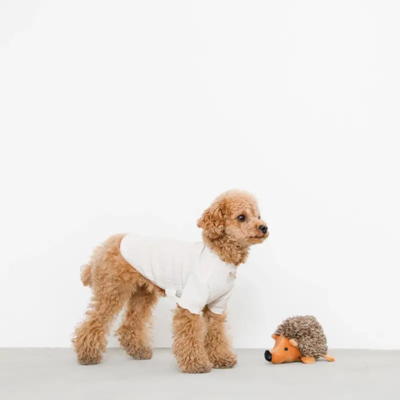 はりねずみさん