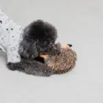 はりねずみさん