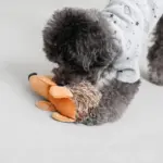 はりねずみさん