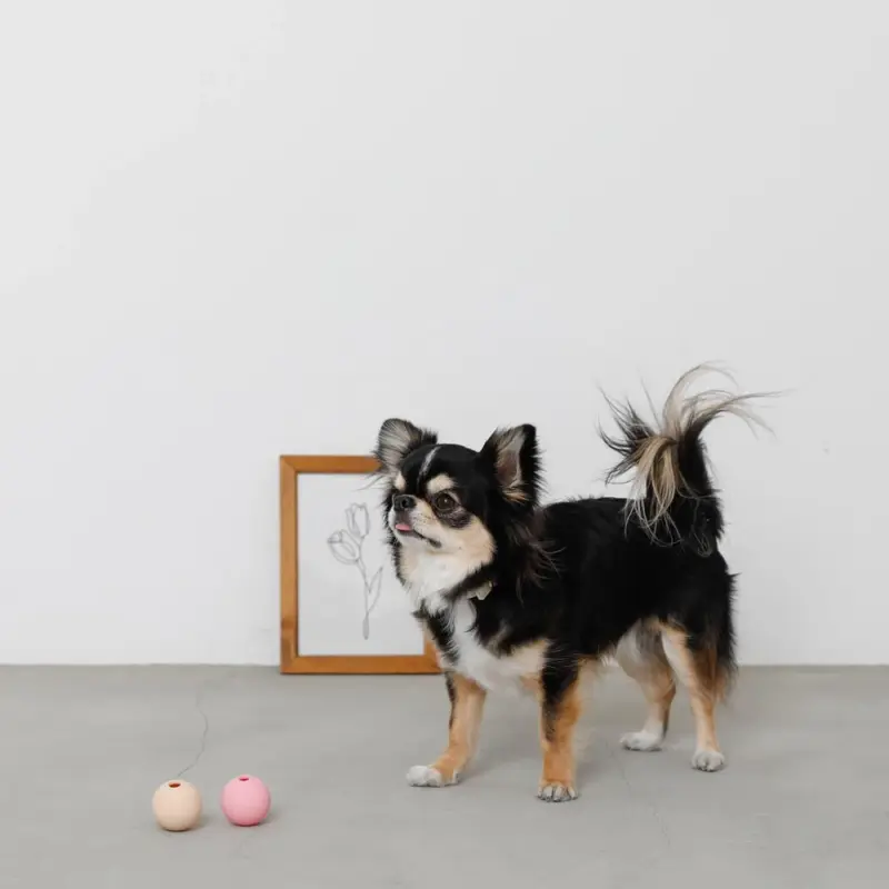 ノーズワークシリコンミニボール