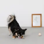 ノーズワークシリコンミニボール