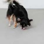 ノーズワークシリコンミニボール