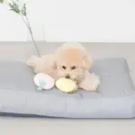 イチゴとパインのおもちゃ