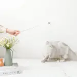 リボン付ビーズねこじゃらし