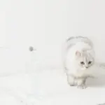 リボン付ビーズねこじゃらし