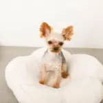 フラワーファークッションベッド