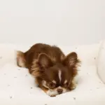 撥水お星さまとお月さま柄刺繍キルティングクッションベッド