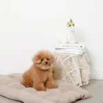 3wayクッションベッド