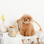 リーフ柄ウッド蓋ガラスキャニスター