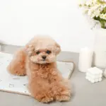 tomboniaコラボひんやりジェルマット