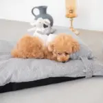 メランジペットマットベッド