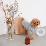 ウッドセミサークルトレイ