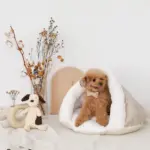 ドーム型ボアハウス