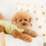 フラワークッション 横長