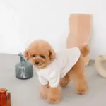 ウッドシェープトレイ