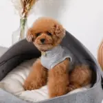 クッション付フェルトベッド