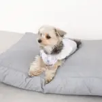 モダンドッグクッション