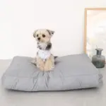 モダンドッグクッション
