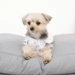 モダンドッグクッション