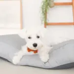 モダンドッグクッション