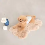 くまさんマット